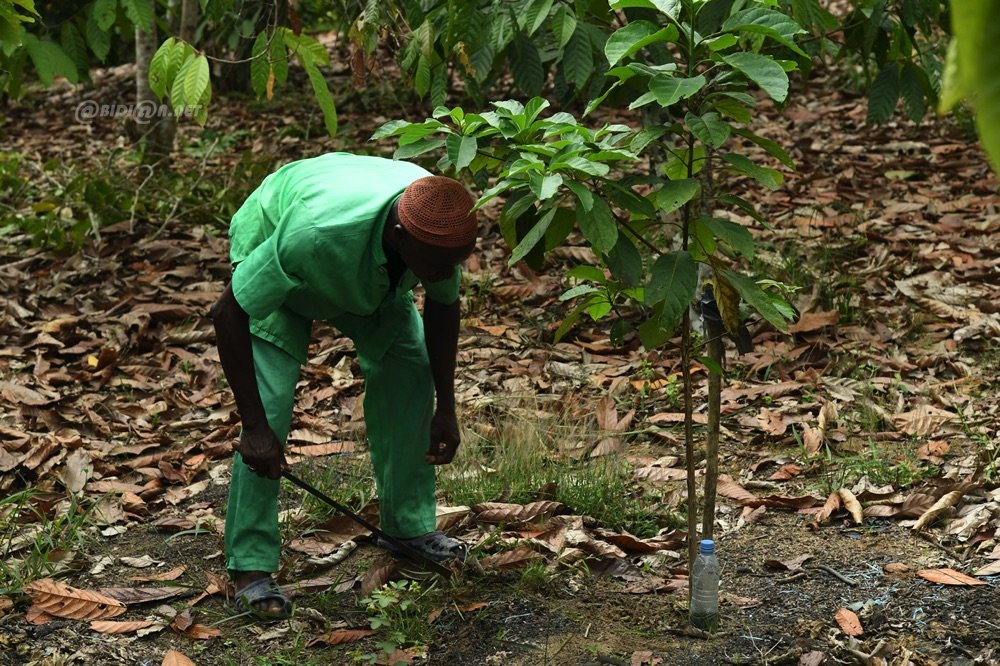 Côte d Ivoire Cacaoculture le Conseil café cacao se félicite de la