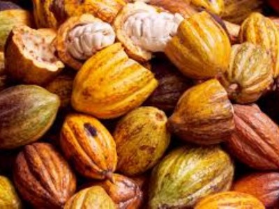 Côte d'Ivoire : le prix du Cacao passe de 1000 FCFA à 1500 F CFA