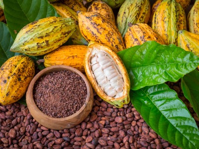 Côte d'Ivoire : le prix du cacao fixé à 1800 FCFA le Kg soit une hausse de 20% et celui du café à 1500 FCFA soit une hausse de 55% (Officiel)