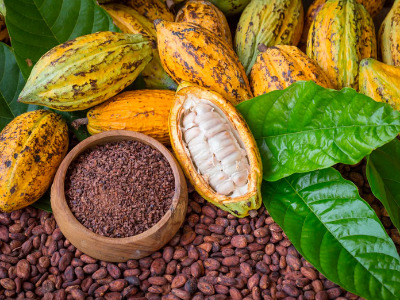 Côte d’Ivoire/ JNCC 2026: les prix bord champ de la campagne 2026-2027 fixé à 1200FCFA pour le cacao et 1300 FCFA pour le Café