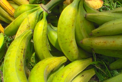 Chronique hebdomadaire du prix du vivrier en Côte d`Ivoire