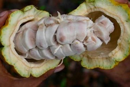 Scandales de la filière café-cacao - 2010