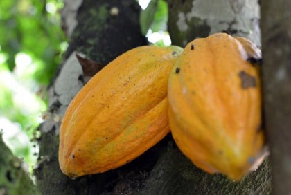 Affaire Fulton et crise dans le café-cacao en 2008