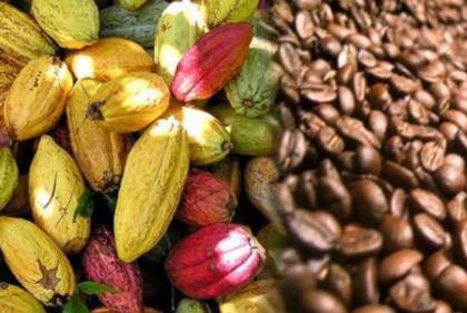 Café/Cacao de Côte d`Ivoire