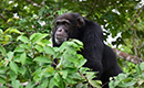 Grand-Lahou : Ponso est l`unique rescapé d`une colonie de 20 chimpanzés sur une minuscule île en Côte d`Ivoire.