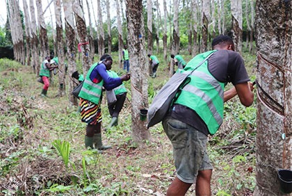 Filière Hévéa: les saigneurs des zones de San Pedro, Sassandra, Man, Issia, Fresco, Daloa et Vavoua formés