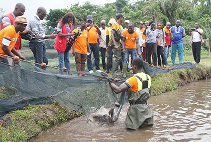 Côte d'Ivoire :le Ministère des Ressources Animales et Halieutiques veut 