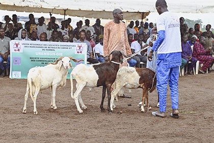 Sidi Touré lance le projet « Pro-Abattoirs » à Bouaké