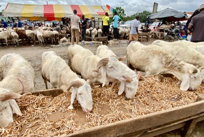 Côte d’Ivoire : à Adjamé, la hausse du prix des moutons préoccupe les acheteurs à la veille de la Tabaski