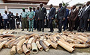 Côte d`Ivoire: saisie de 600 kg d`ivoire et d`écailles de pangolin (police)