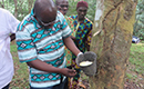 Secteur de l’agriculture/ La filière hévéa toujours rentable malgré la chute des cours
