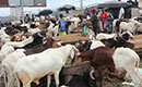 Tabaski 2019: Ambiance au marché de bétail de Port-Bouët