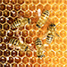 Pensée: Celui qui veut du miel doit avoir le courage d’affronter les abeilles.