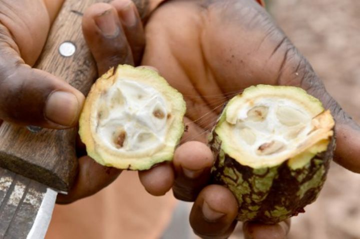 Côte d’Ivoire/ Des coopératives de café-cacao auditées avant l’ouverture de la campagne 2016-2017