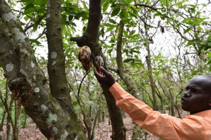 Des experts africains en formation à Abidjan contre de nouvelles maladies dans la cacaoculture