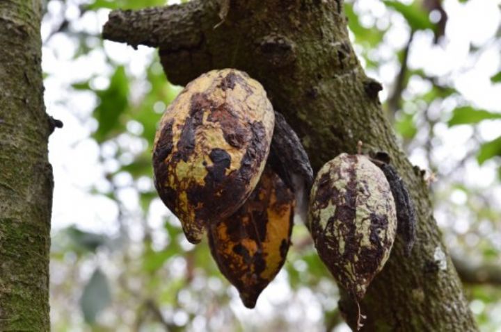 Agriculture : Des chenilles menacent le cacao ivoirien