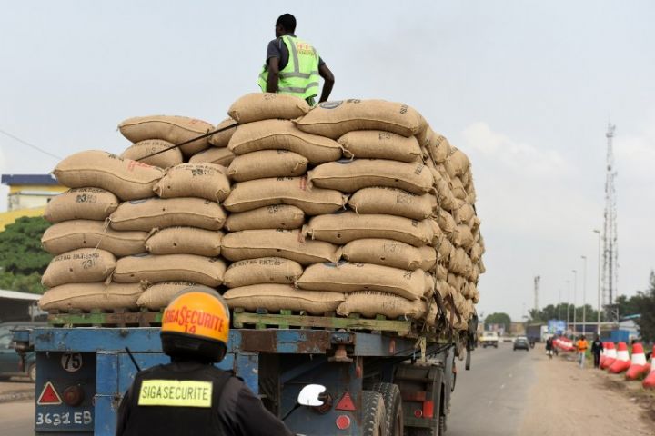 Economie nationale : Comment la fuite du cacao vers le Ghana est organisée