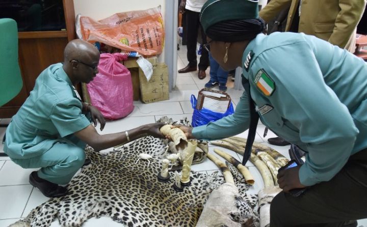 Trafic d’espèces protégées : Interpol identifie plus 1400 trafiquants fauniques