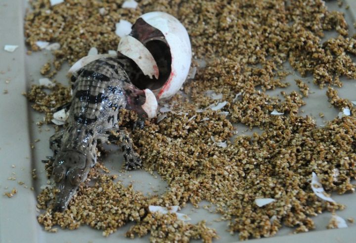 Zoo d’Abidjan, une pouponnière pour les bébés crocodiles d’une espèce en danger (MAGAZINE)