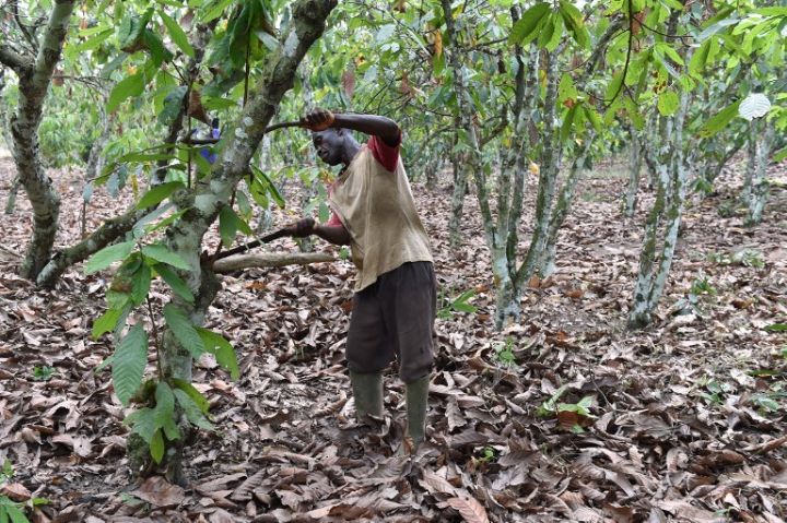 Cacao : la Côte d’Ivoire maintient inchangé le prix d’achat garanti aux producteurs pour 2017-18