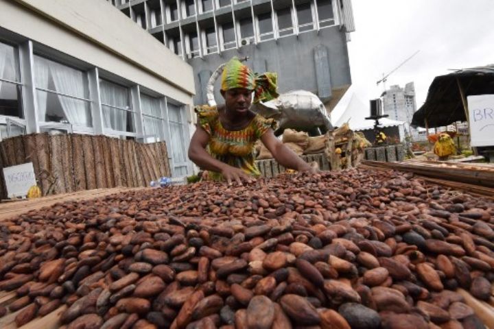 Côte d’Ivoire/Le prix bord champ du kilogramme de cacao maintenu à 700 FCFA