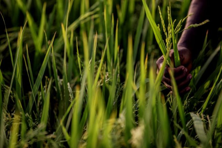 Prix Olam pour l’Innovation en matière de sécurité alimentaire : une subvention de recherche de 75 000 $