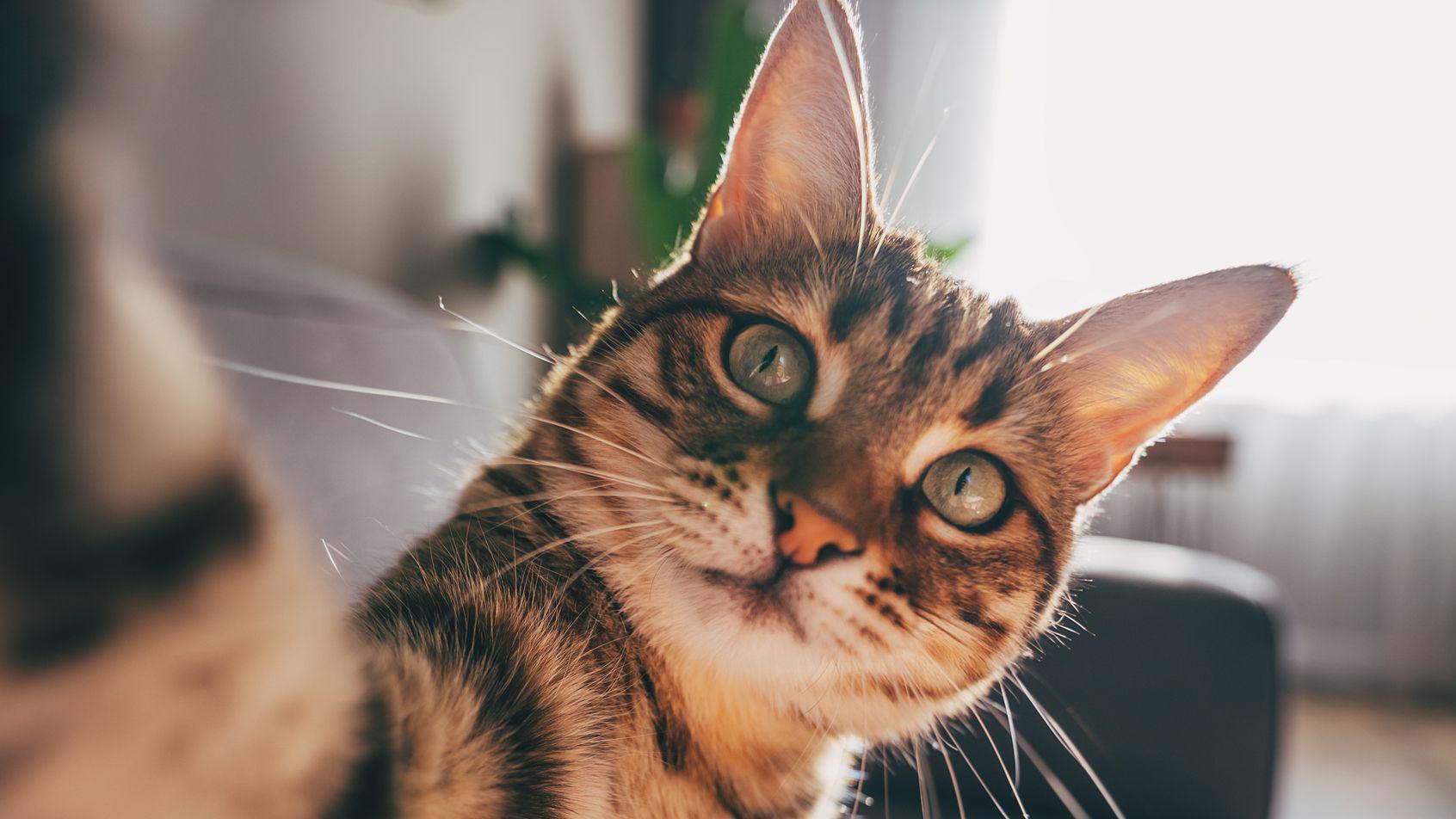 Pourquoi les chats atteints de démence pourraient nous aider à trouver un remède contre la maladie d'Alzheimer