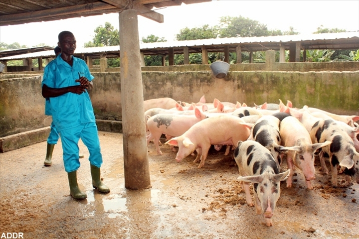 Région du Poro : 300 ex-combattants apprennent les techniques de l’agropastoral