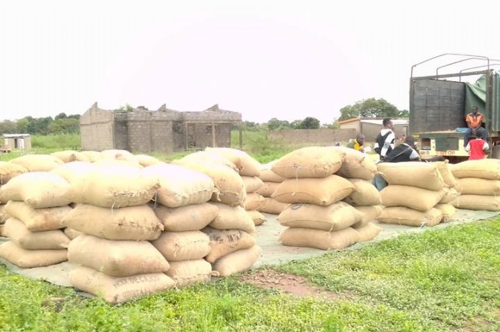 Anacarde : l’or gris de l’économie ivoirienne