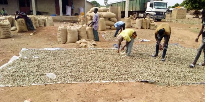 La vente groupée dernier rempart pour sauver la filière anacarde impactée par le covid-19