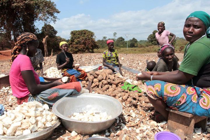 Manioc “Bocou”:Plus de productivité pour lutter contre la faim et la pauvreté