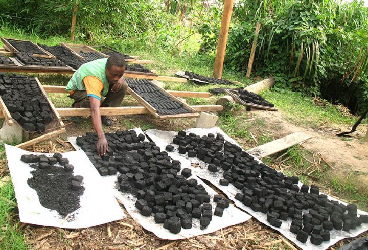 ECOLOGIE : du charbon vert pour que la forêt ne broie plus du noir