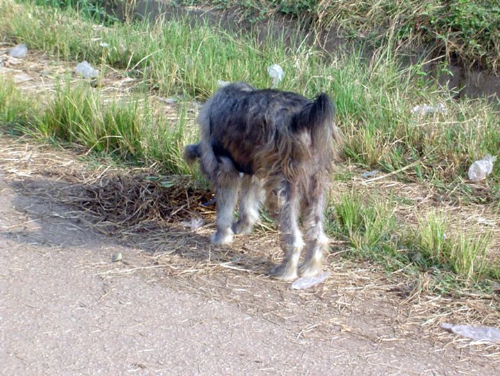 Daloa: Journée mondiale de lutte contre la rage