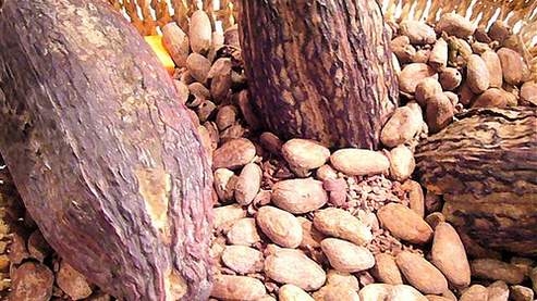 Barry Callebaut veut du cacao plus 