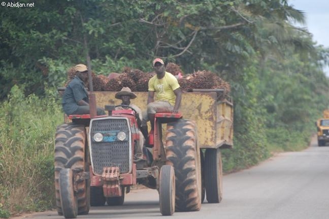 Côte d’Ivoire : Des personnes déplacées par le conflit sont confrontées au vol de leurs terres