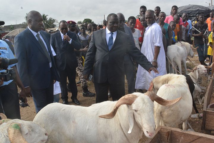 TABASKI 2015: Plus de 80 000 moutons attendus mercredi