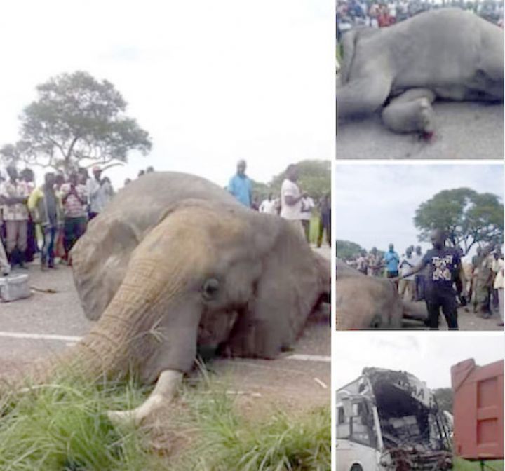 Rumeurs d’un accident ayant causé la mort d’un éléphant : le ministère des eaux et forêts dément (Communiqué)