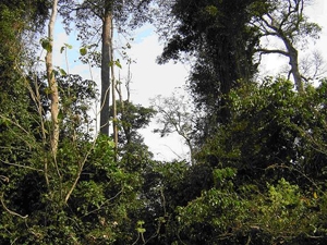 L`ONU lance l`Année des forêts, véritables poumons de la planète
