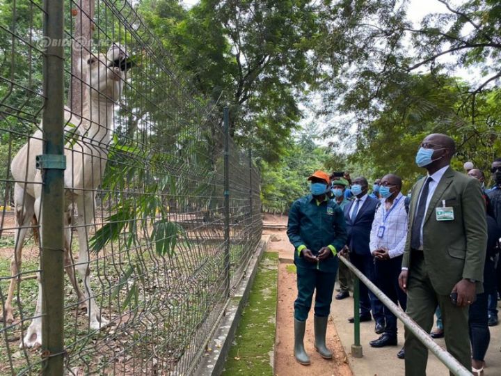 Mort d’un chimpanzé au zoo d’Abidjan : le gouvernement fait des précisions