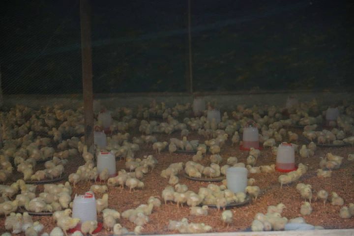 Remise de fermes avicoles dans la commune de Korhogo