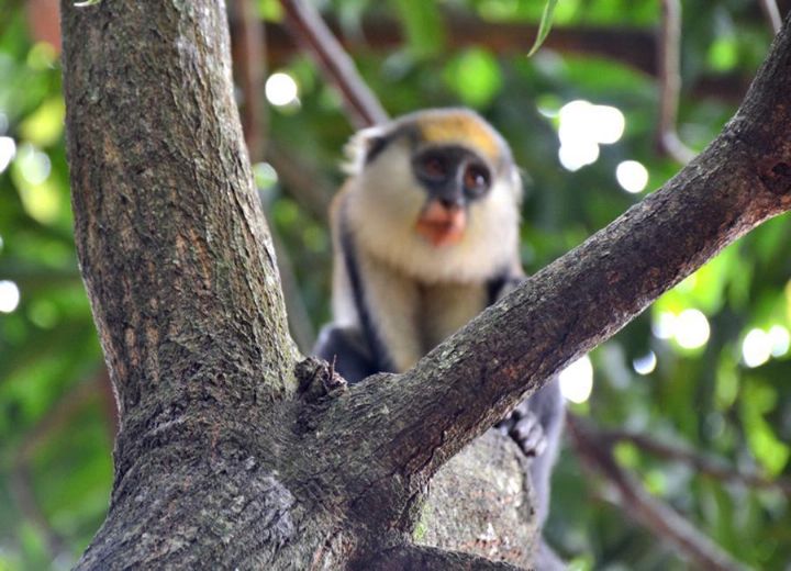 Le CSRS est leader en matière de primatologie sur le continent africain
