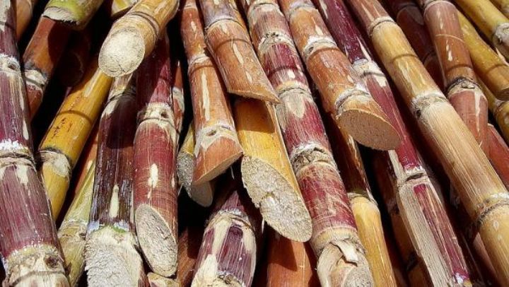 Retour sur l’histoire de l’industrie sucrière ivoirienne