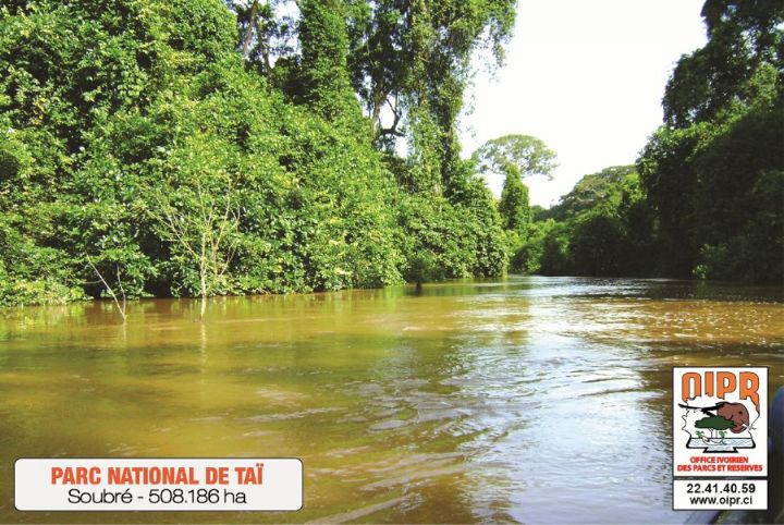 Réduction d’émissions de gaz à effet de serre autour du Parc de Taï : la Banque mondiale approuve le plan de partage des bénéfices