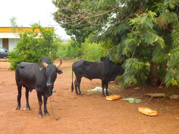 Côte d’Ivoire/Une centaine de bœufs d’une ONG turque aux musulmans de Duékoué