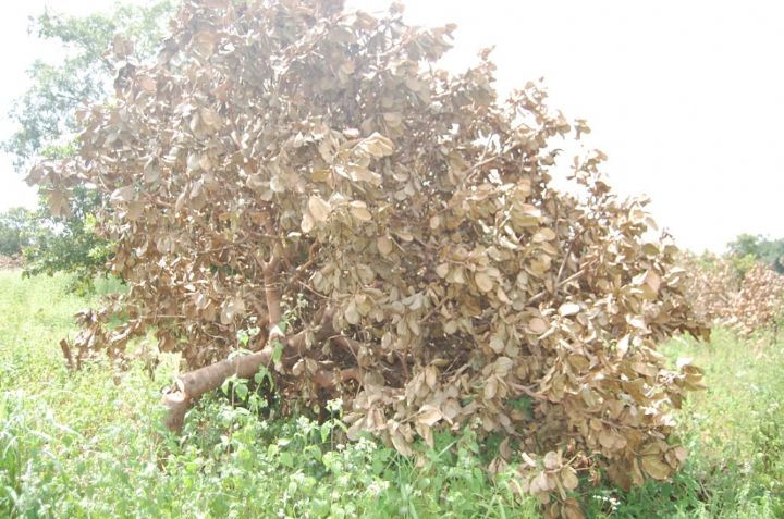 Conflit foncier dans le nord du pays (Sirasso): le chef de village de Seguébé tire la sonnette d’alarme et en appelle au premier ministre