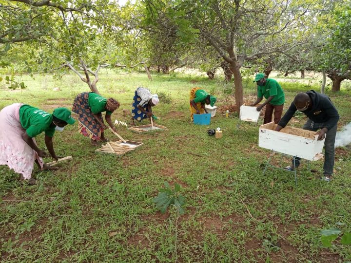 Agriculture: des producteurs de noix de cajou formés en apiculture