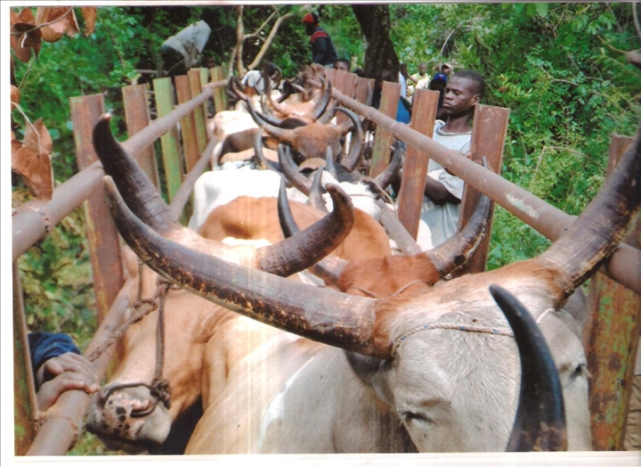 Côte d’Ivoire: les autorités préoccupées par les conflits récurrents entre agriculteurs et éleveurs au nord