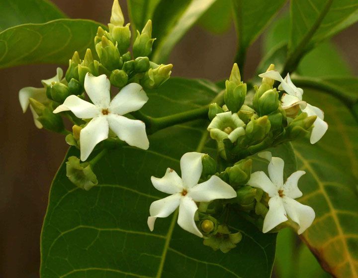 Voacanga Africana, un remède contre Alzheimer ?