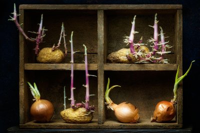 Pommes de terre germées, oignons et ail : A consommer ou à ne pas consommer ?