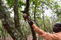 Des experts africains en formation à Abidjan contre de nouvelles maladies dans la cacaoculture